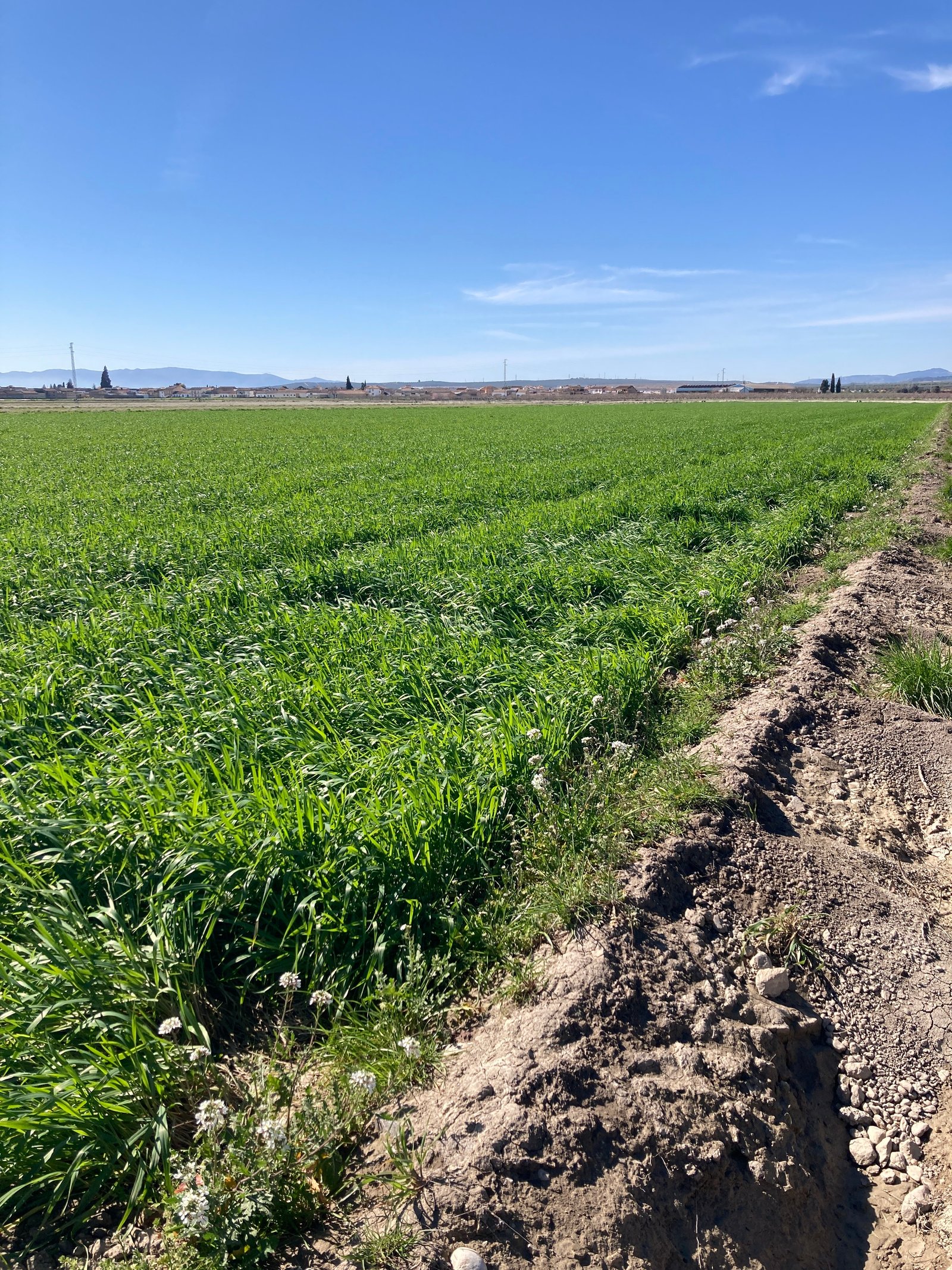 15. IMG_2345 23feb26 SP vista pueblo