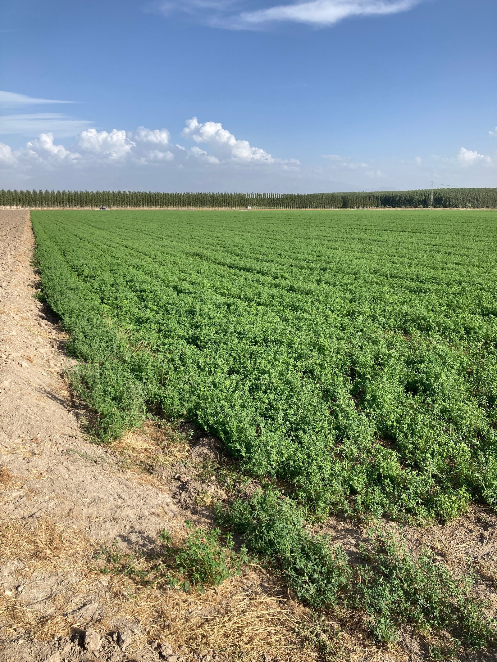 20. IMG_1871.JPG AG 21sep26 vista a las choperas desde acequia