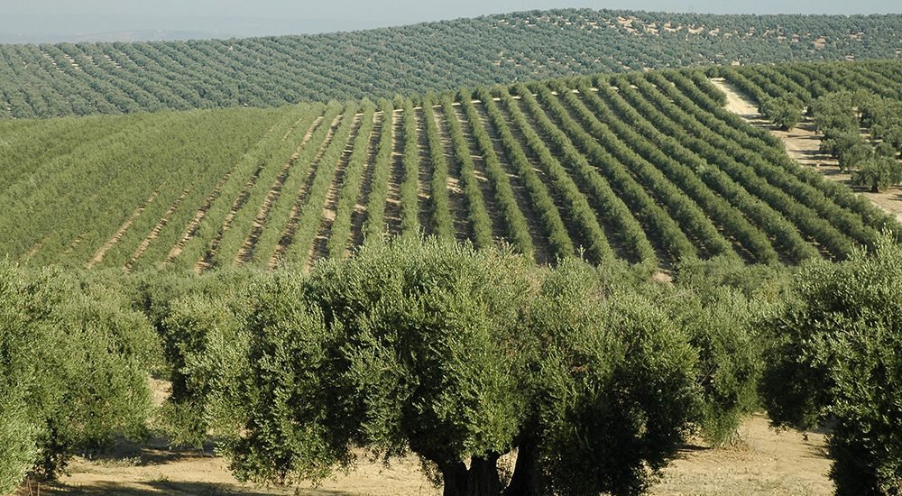 campo-olivos