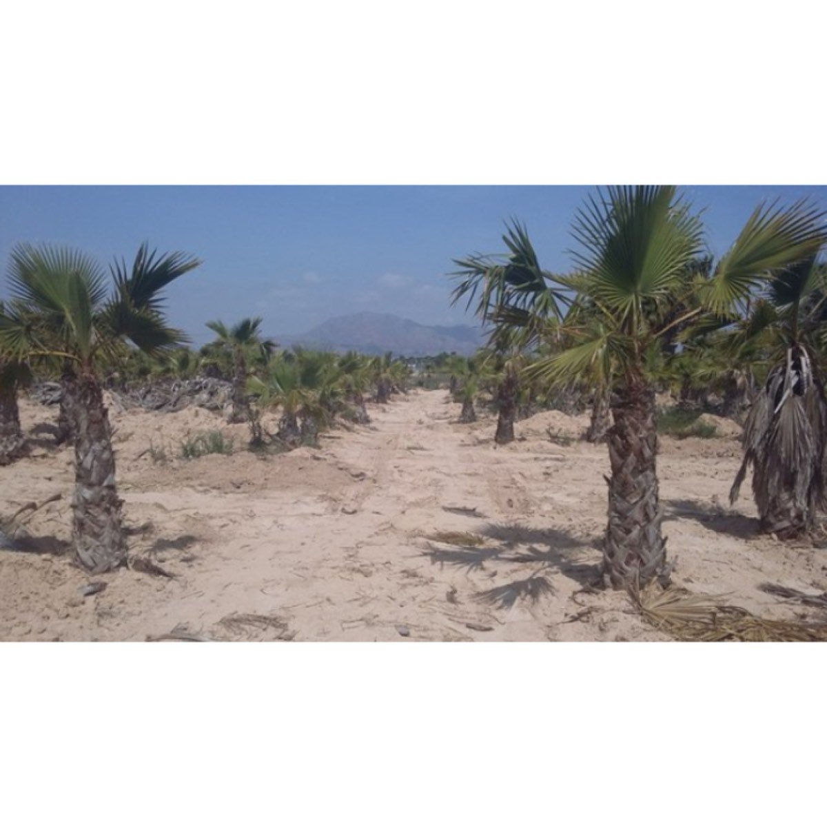 FINCA URBANIZABLE CON PALMERAS