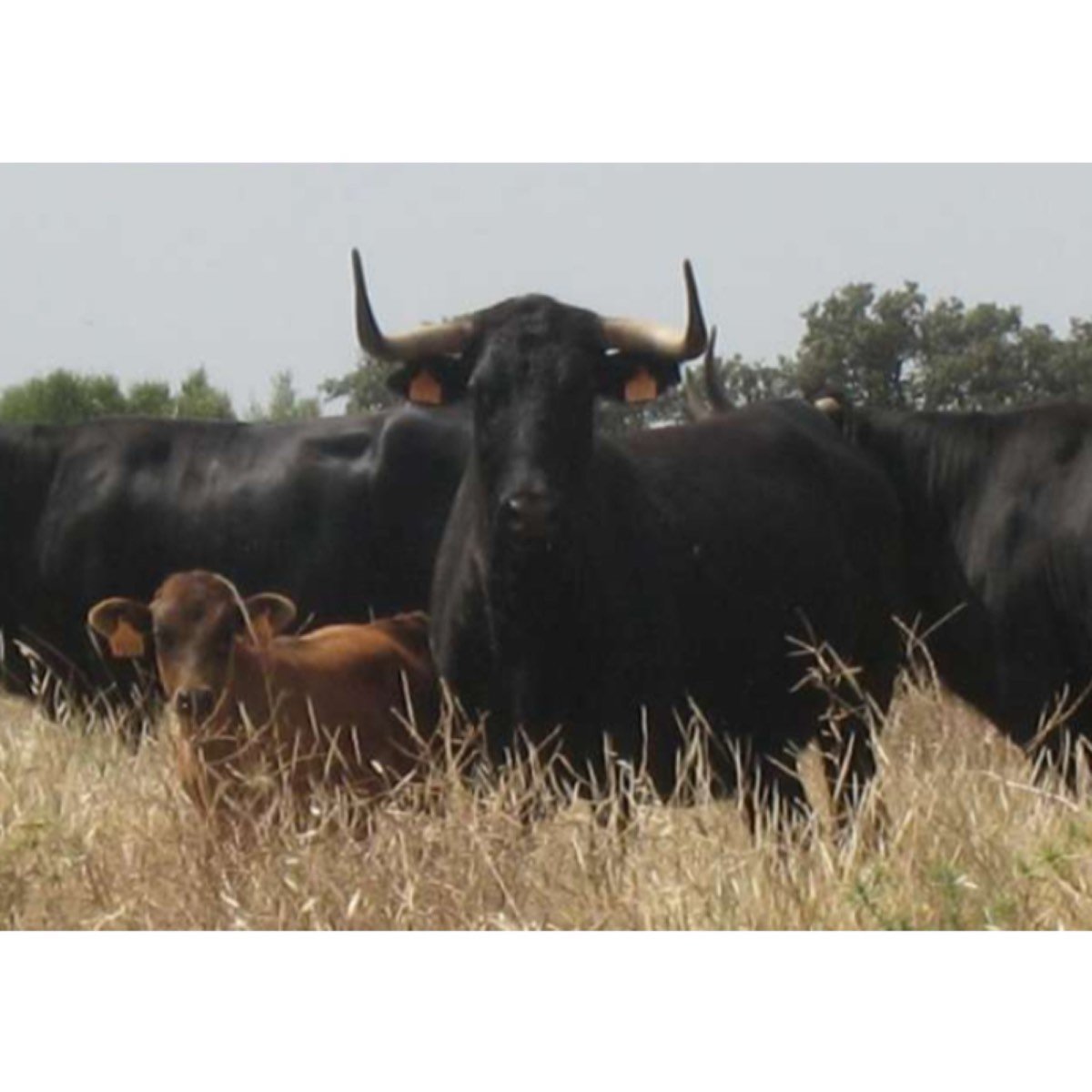 BUSCO TRABAJO EN EL CAMPO