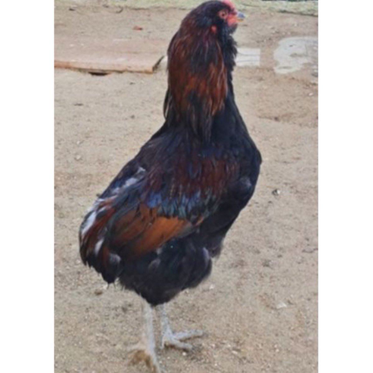 GALLINAS DE HUEVOS AZULES