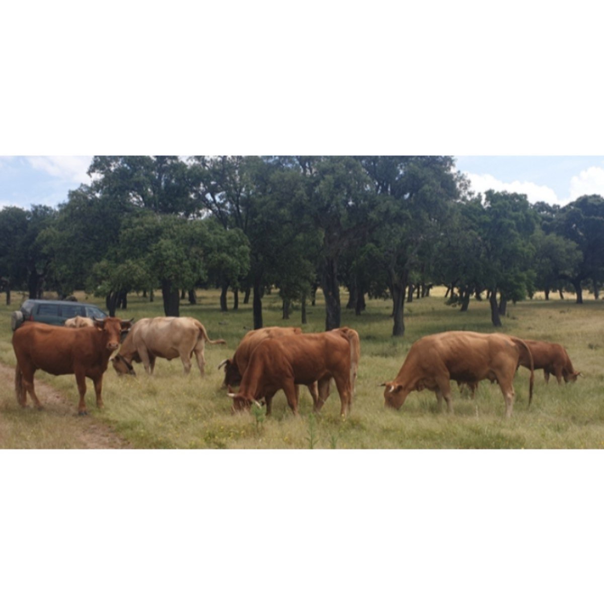 VACAS CRUZADAS PARIDAS