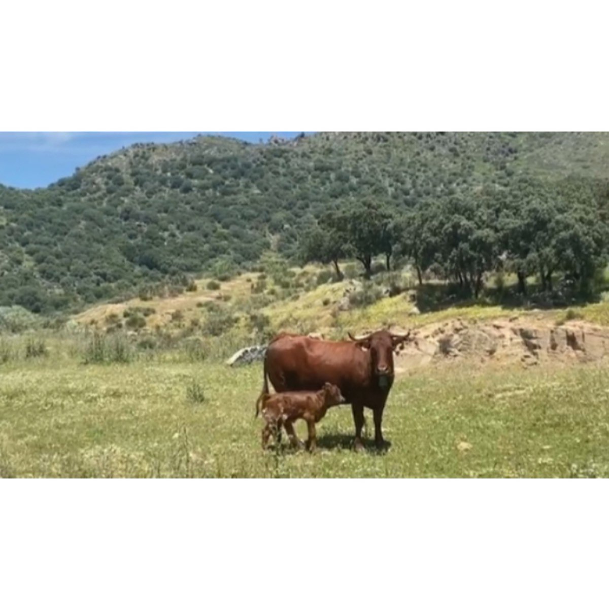VACAS CRUZADAS