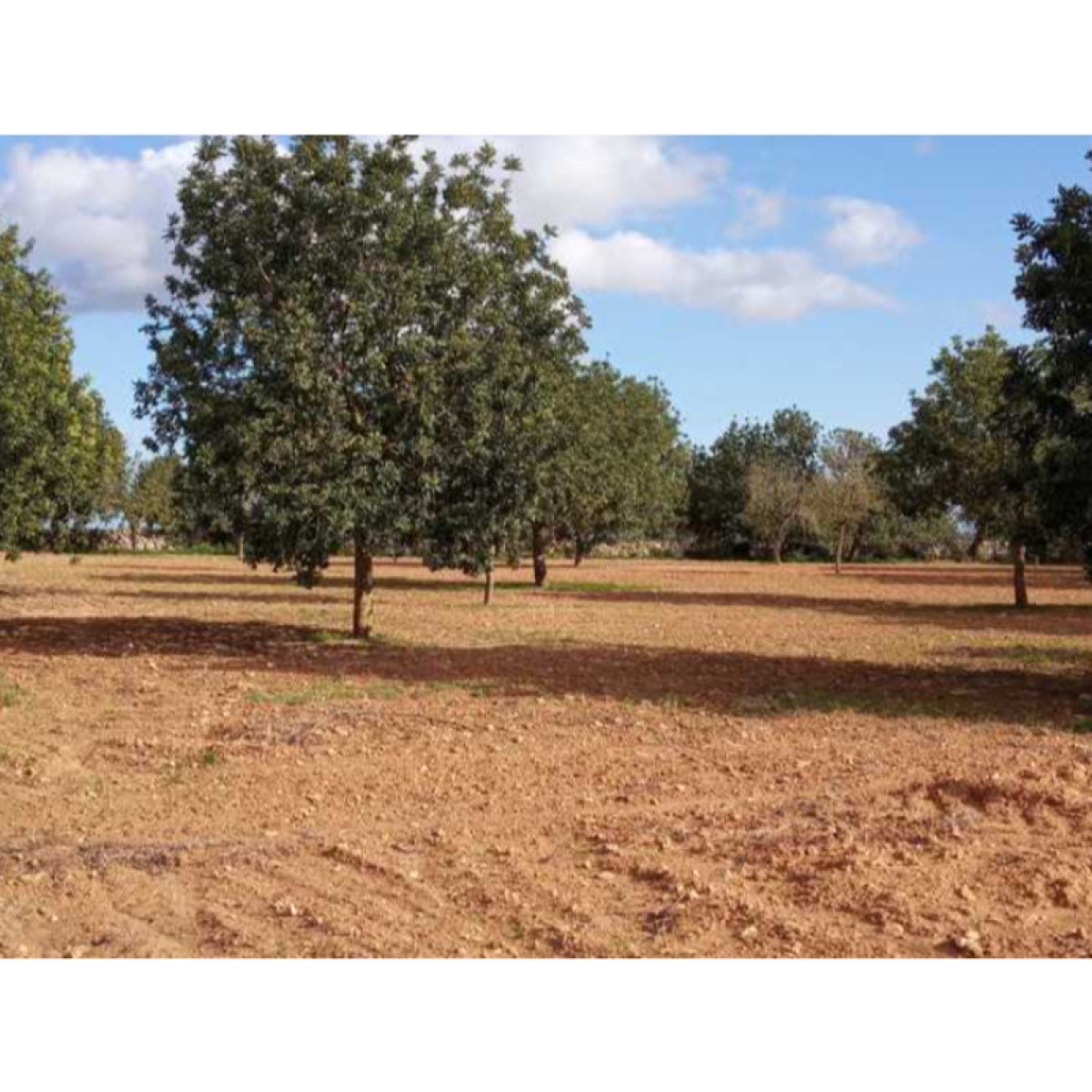 FINCA EDIFICABLE PORRERES