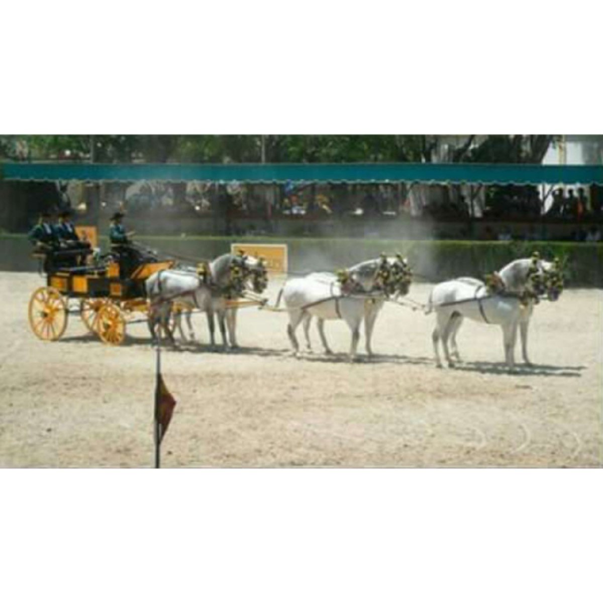 CABALLISTA MAYORAL