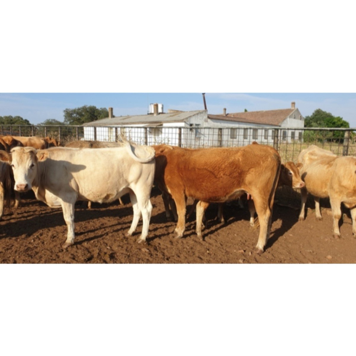 VACAS CRUZADAS JÓVENES INCORPORACION