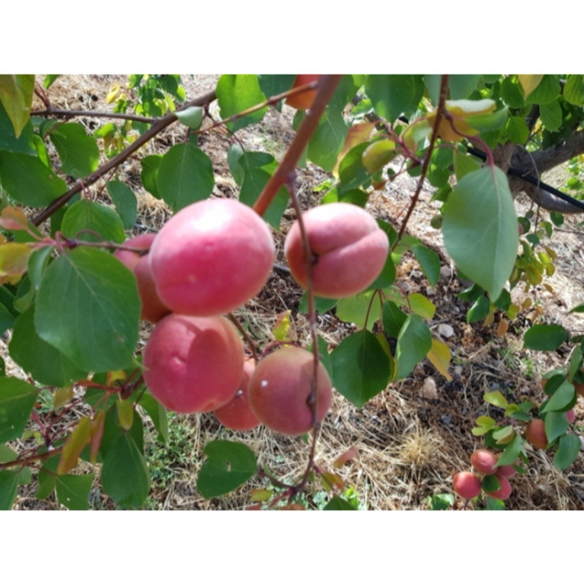FINCA AGRÍCOLA