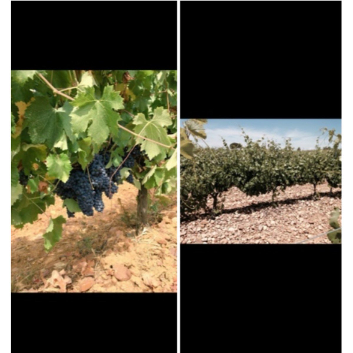 VENDO BODEGA Y VIÑEDO