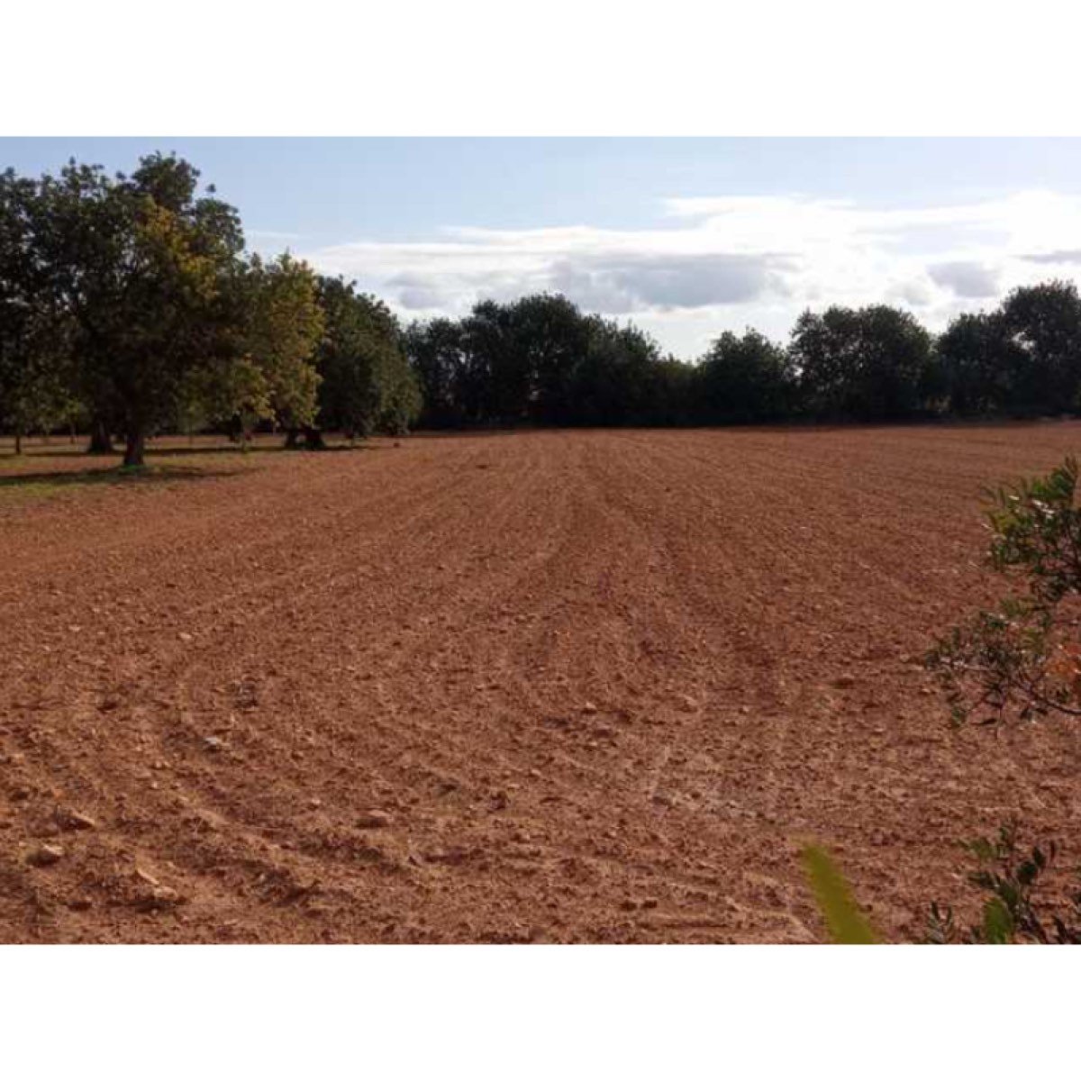 FINCA EDIFICABLE PORRERES