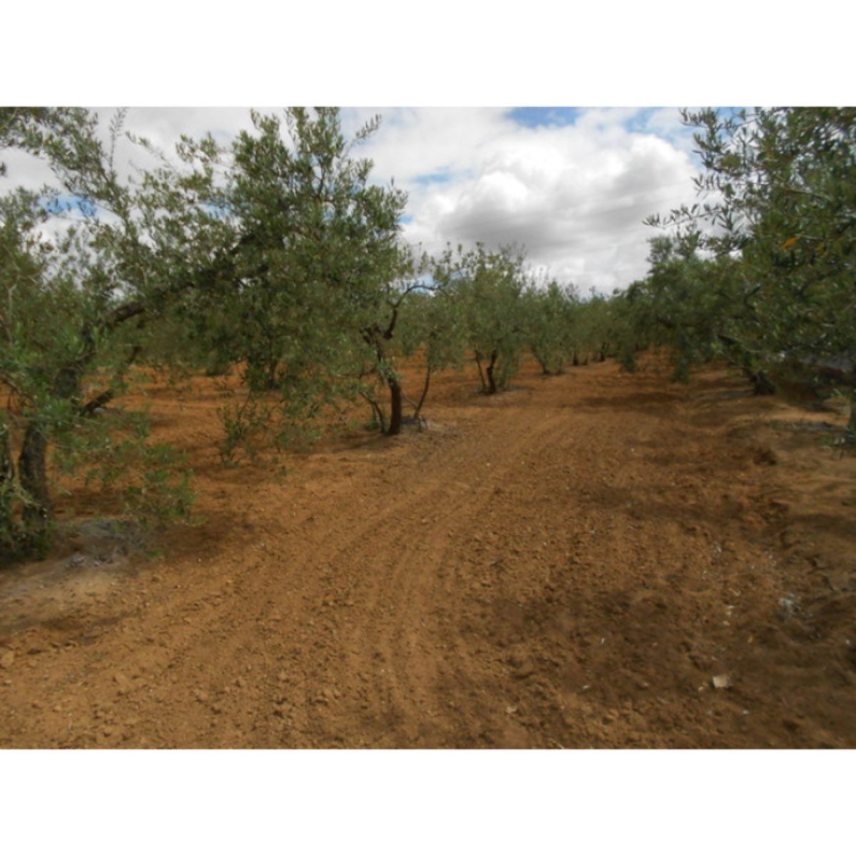 VENTA FINCA RUSTICA REGADIO
