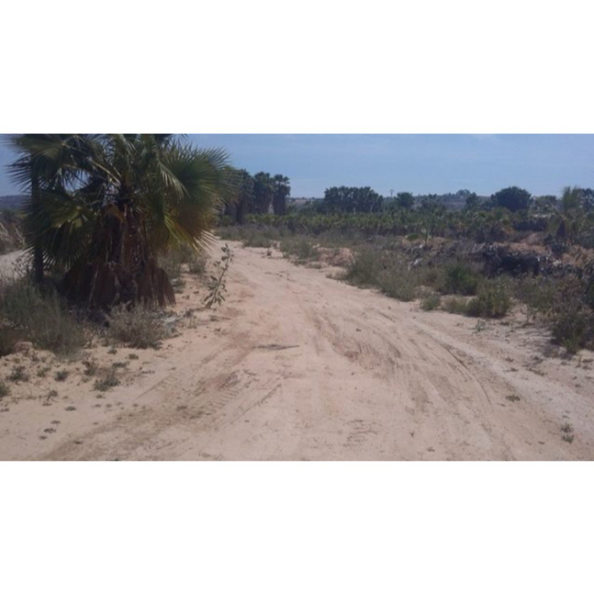 FINCA URBANIZABLE CON PALMERAS