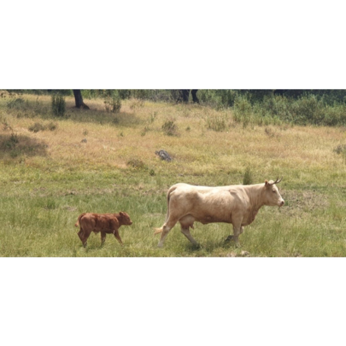 VACAS CRUZADAS PARIDAS