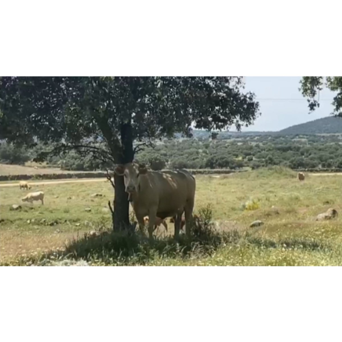 VACAS CRUZADAS