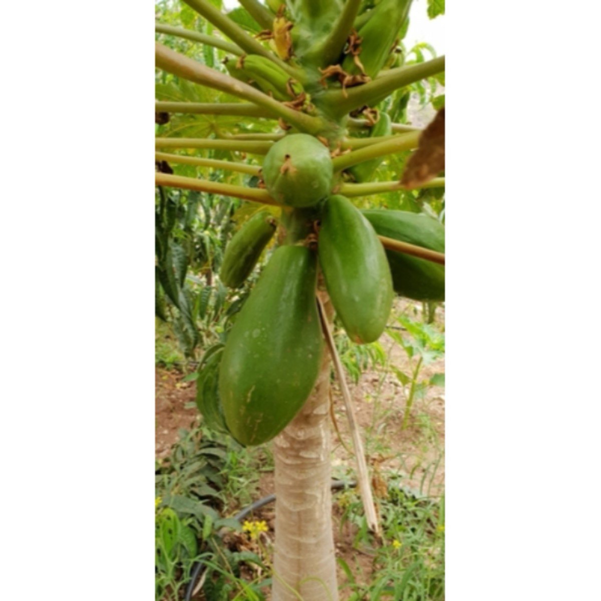 FINCA RÚSTICA, LAS ERAS
