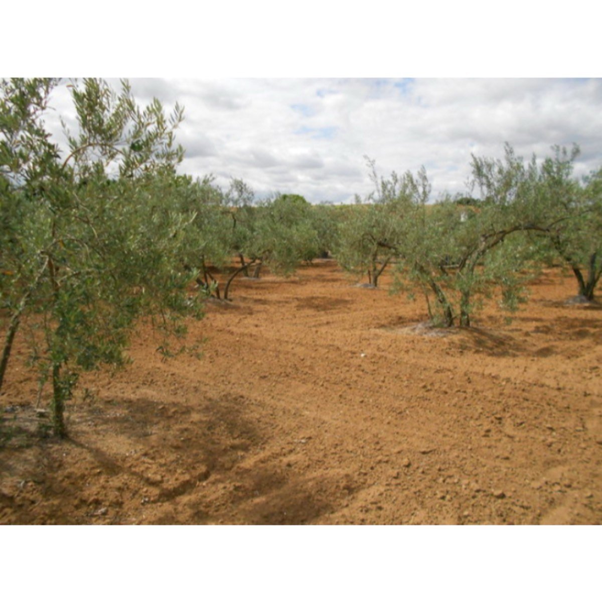 VENTA FINCA RUSTICA REGADIO