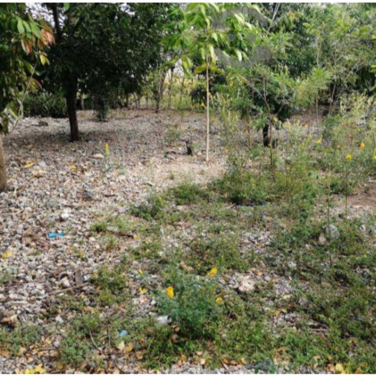 Terreno En Venta En Fracc Loma Bonita