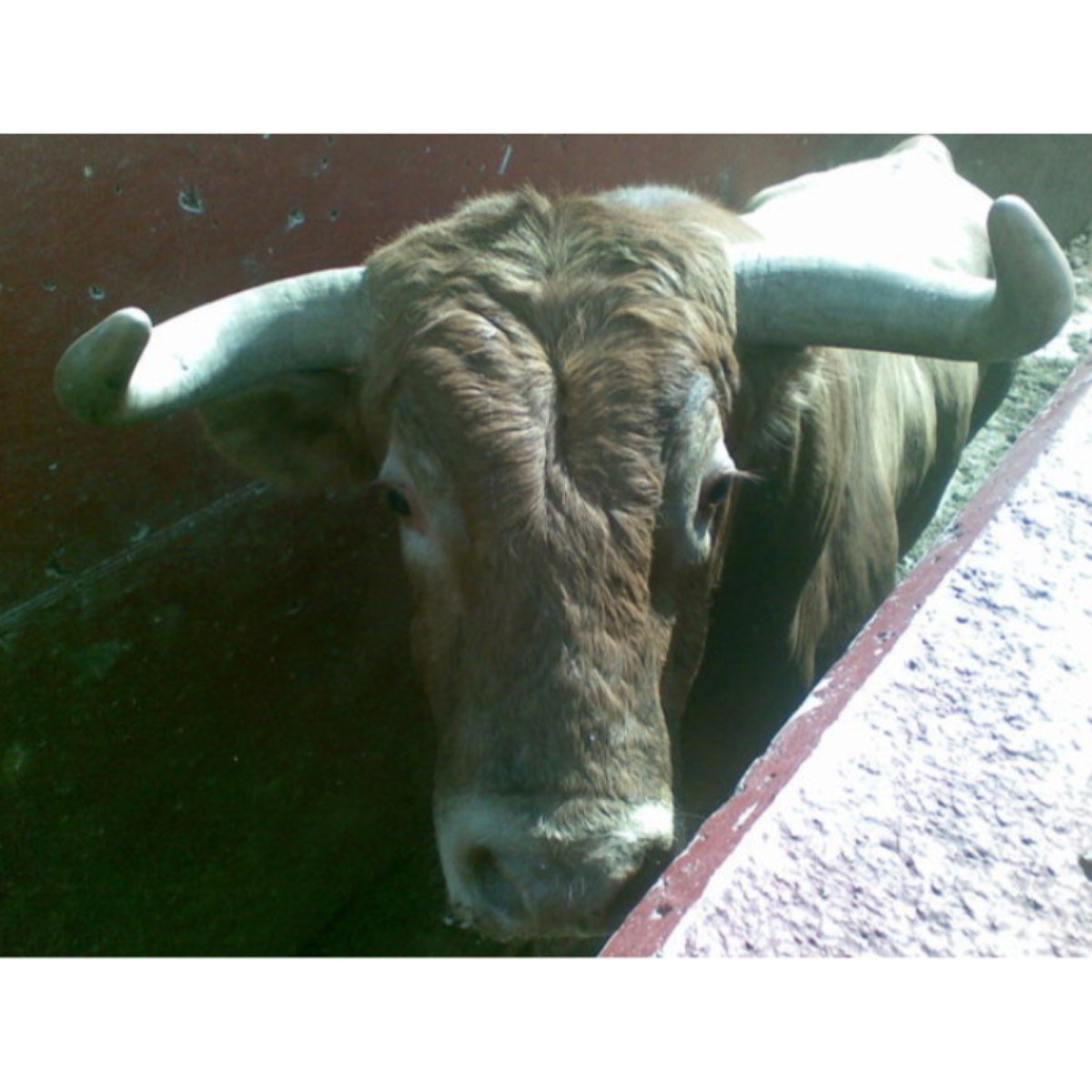 MOZO DE CUADRA/PEÓN AGRÍCOLA/AYUDANTE