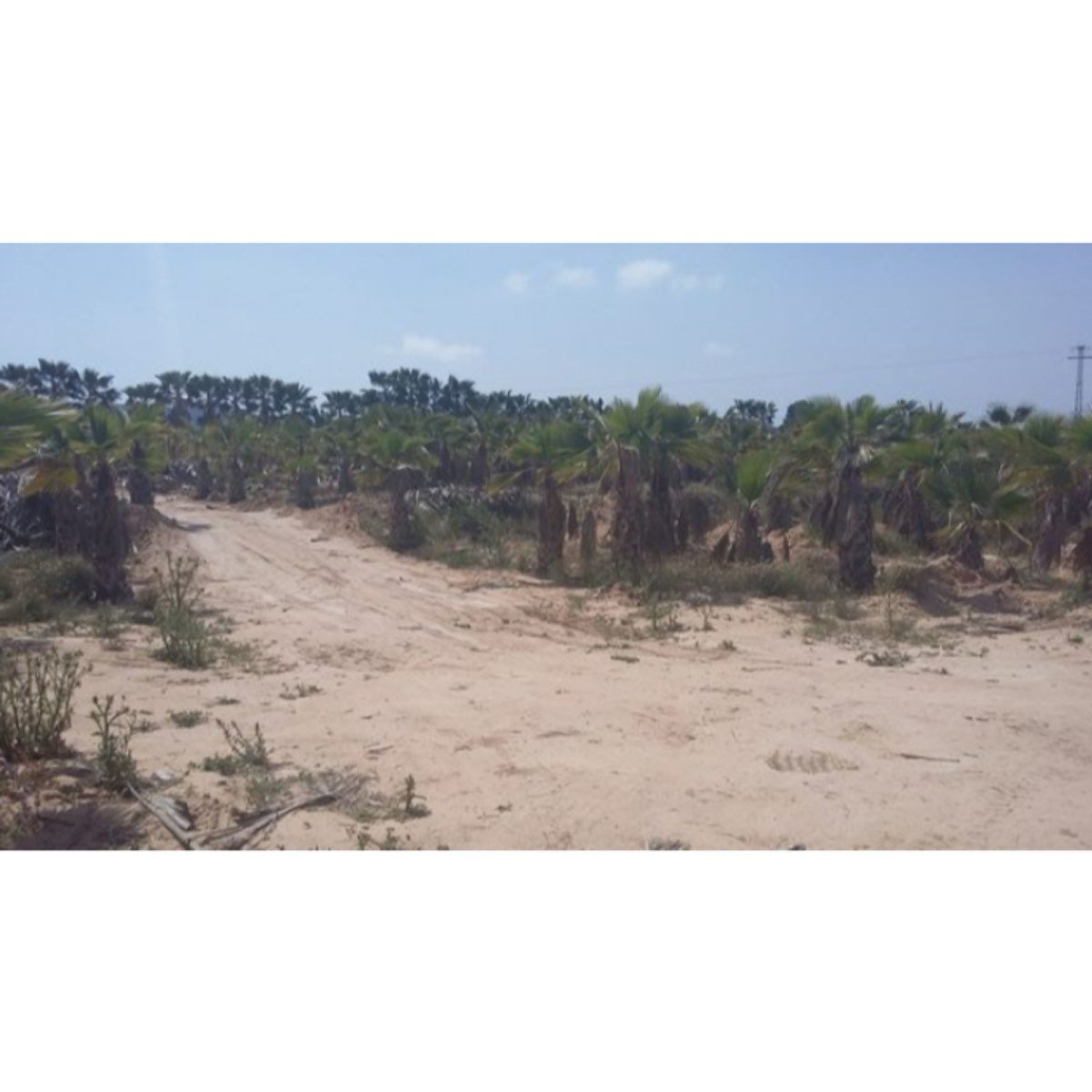 FINCA URBANIZABLE CON PALMERAS