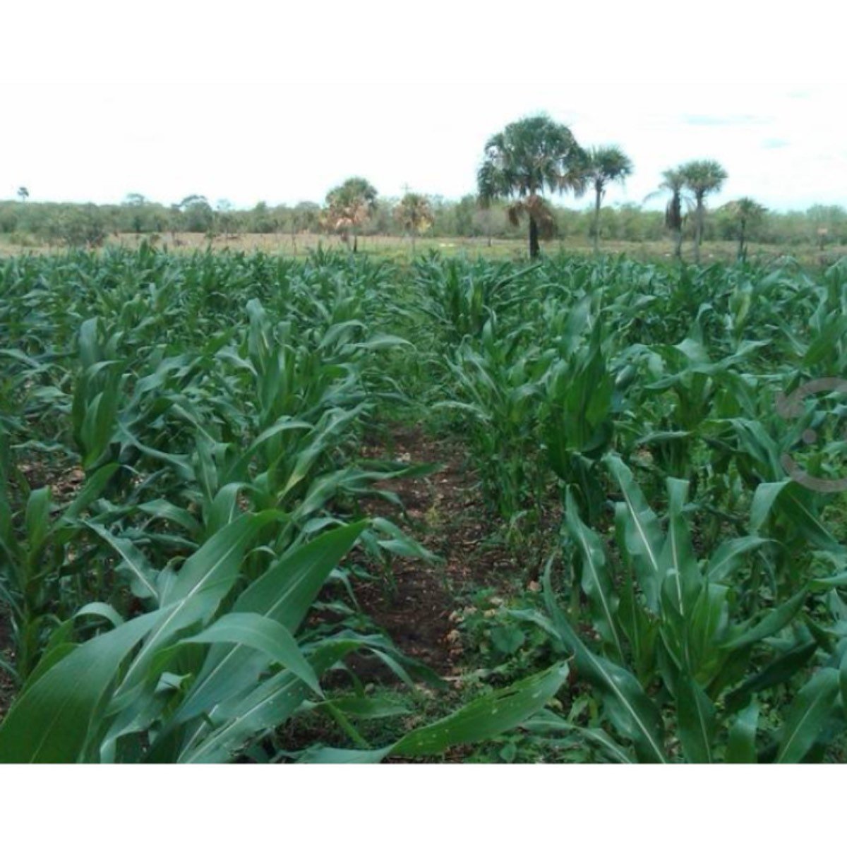 Vendo Rancho Ganadero En Tizimín