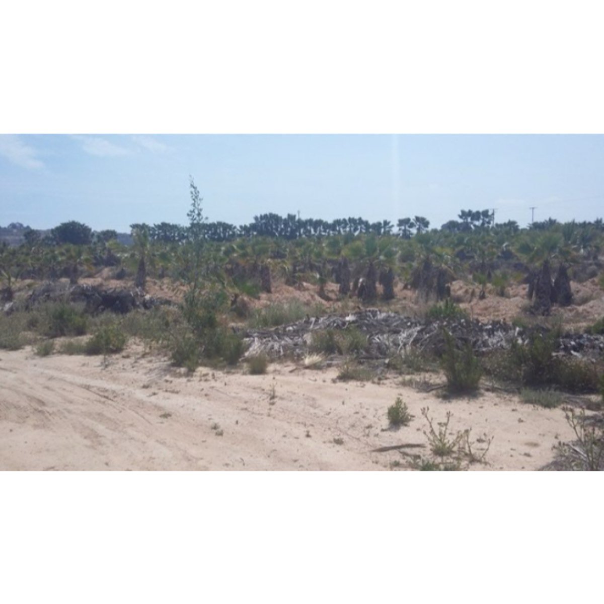 FINCA URBANIZABLE CON PALMERAS