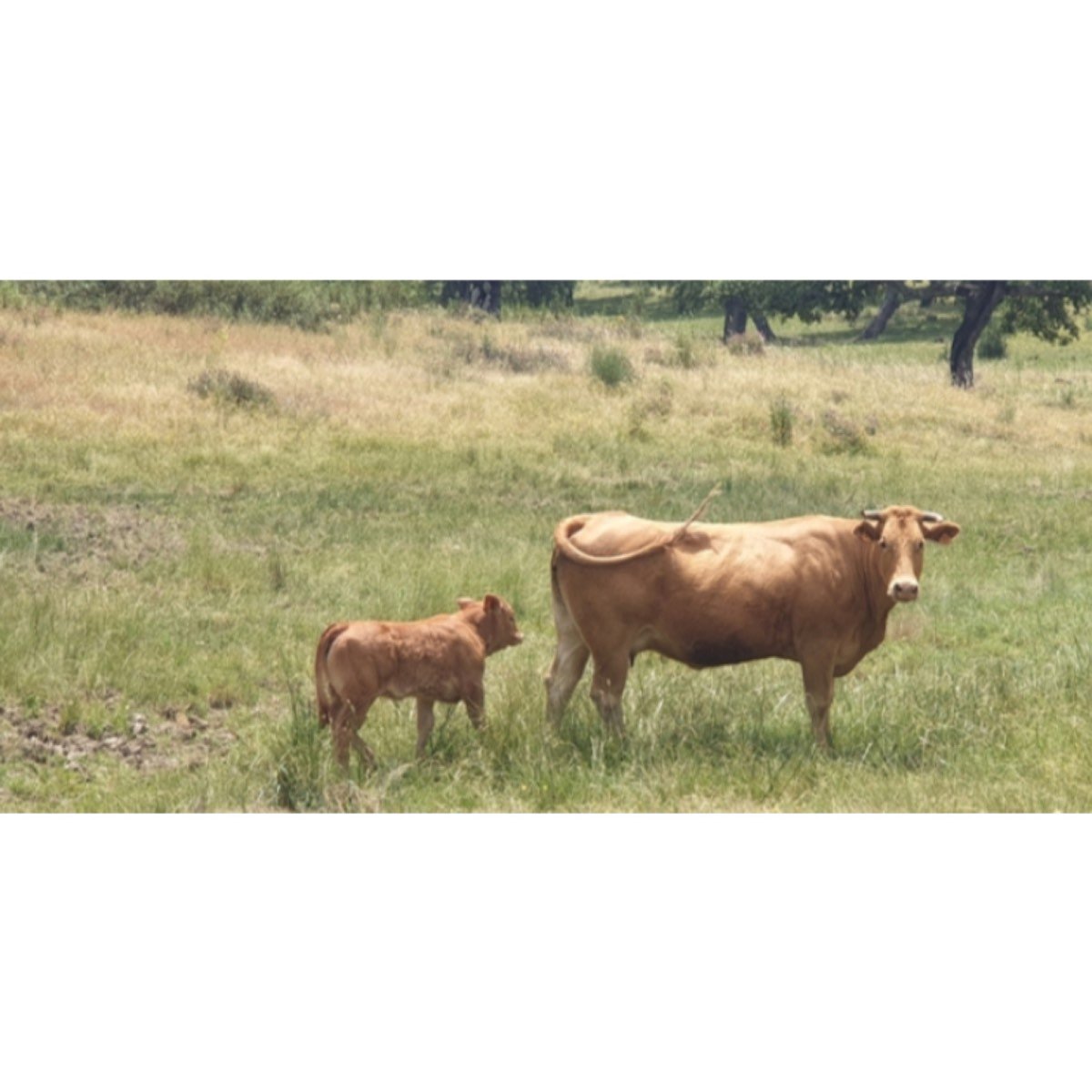 VACAS CRUZADAS PARIDAS
