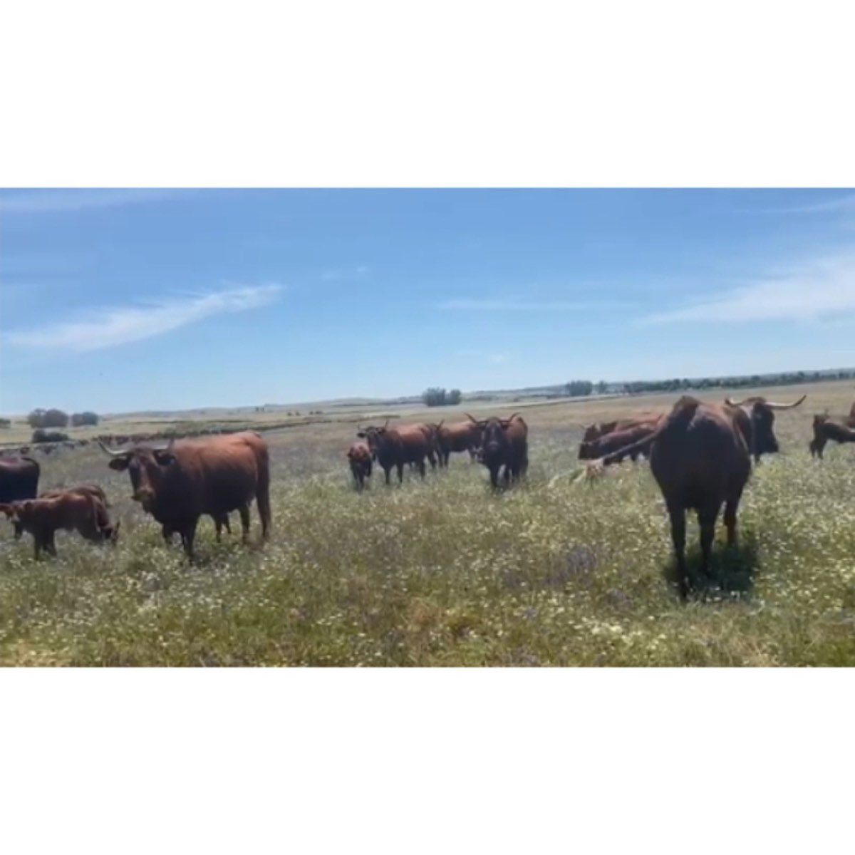 VACAS CRUZADAS