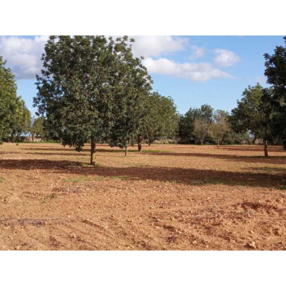 FINCA EDIFICABLE PORRERES