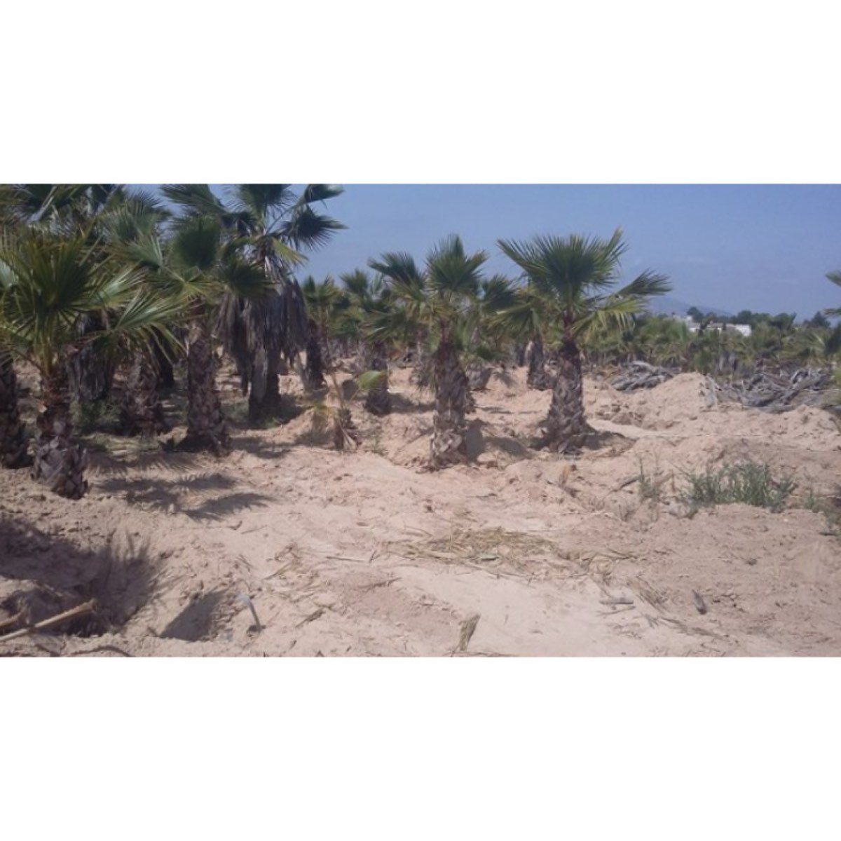 FINCA URBANIZABLE CON PALMERAS