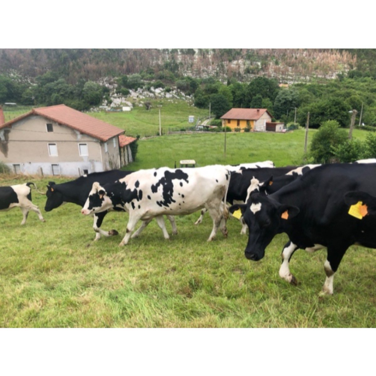 VACAS FRISONAS