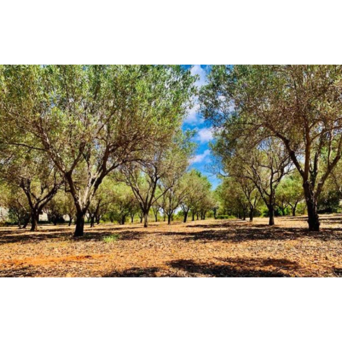 SE VENDE 2.876M2 TERRENO DE URBANO