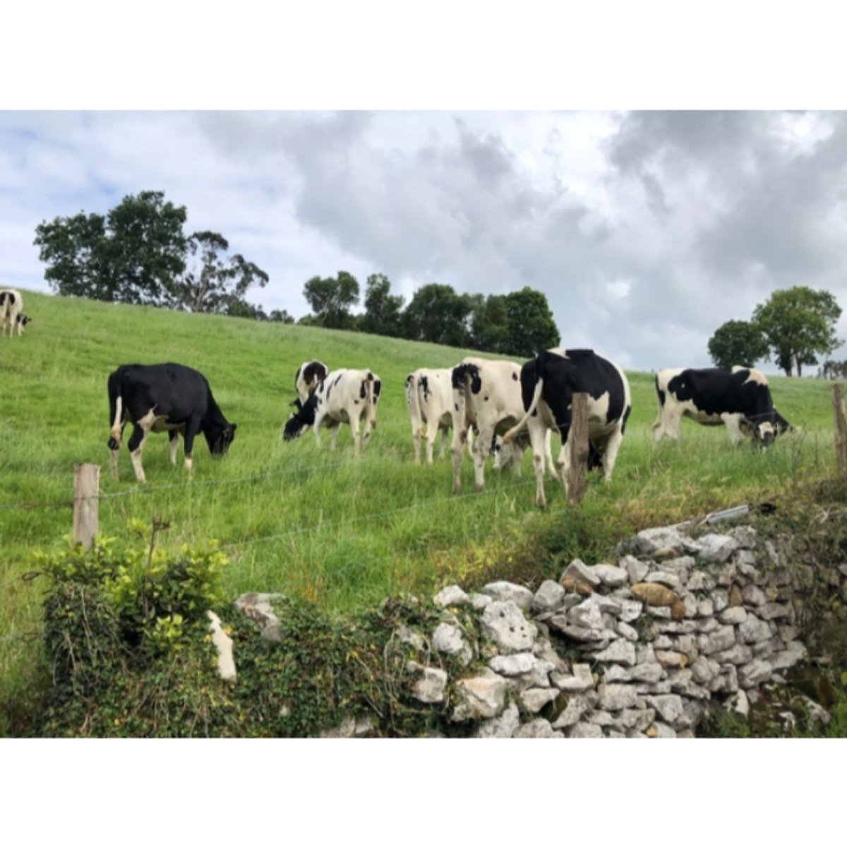 VACAS FRISONAS