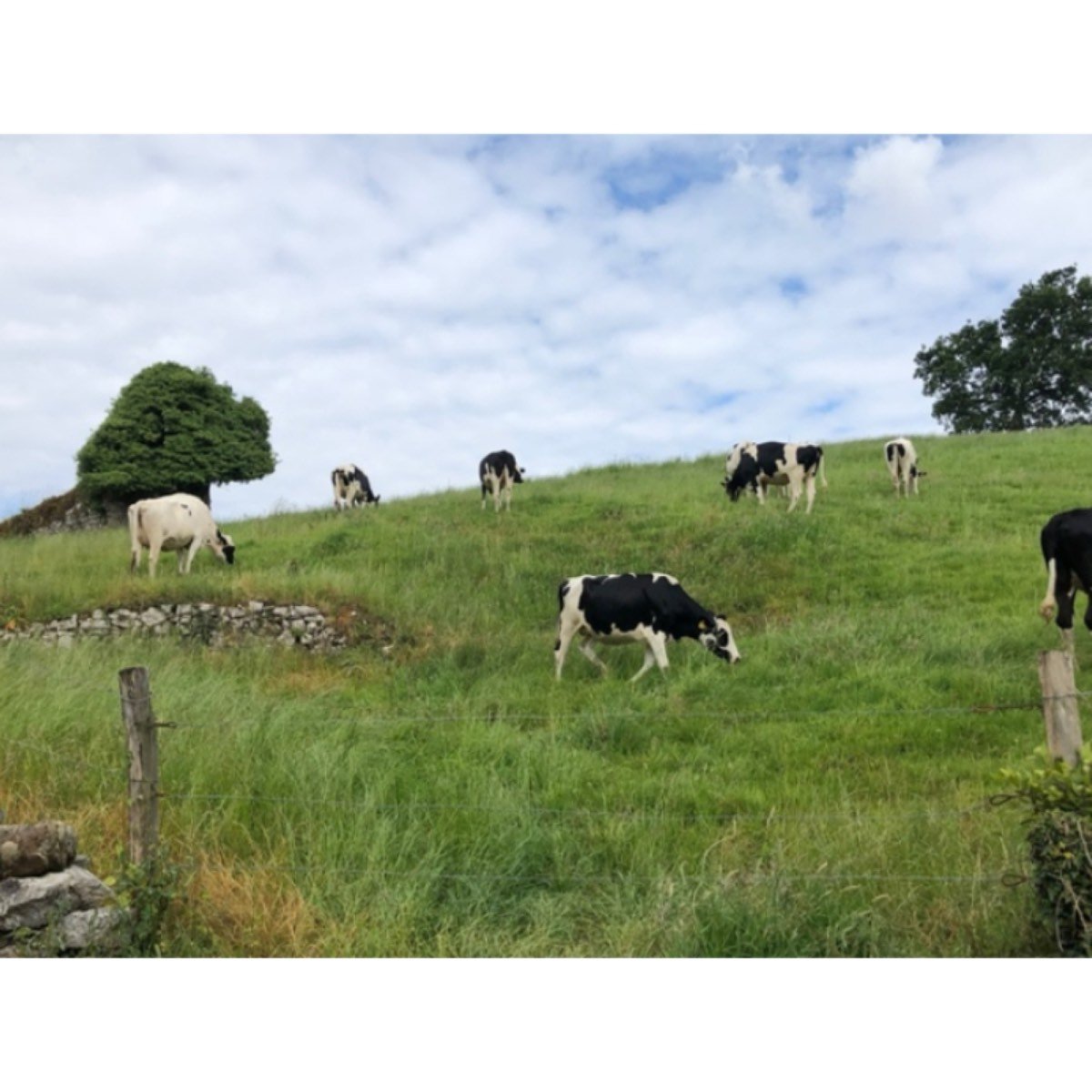 VACAS FRISONAS