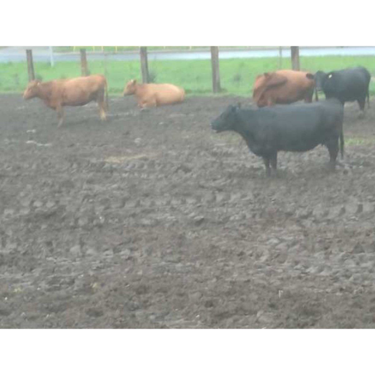 VACAS Y TERNERAS ANGUS 100%