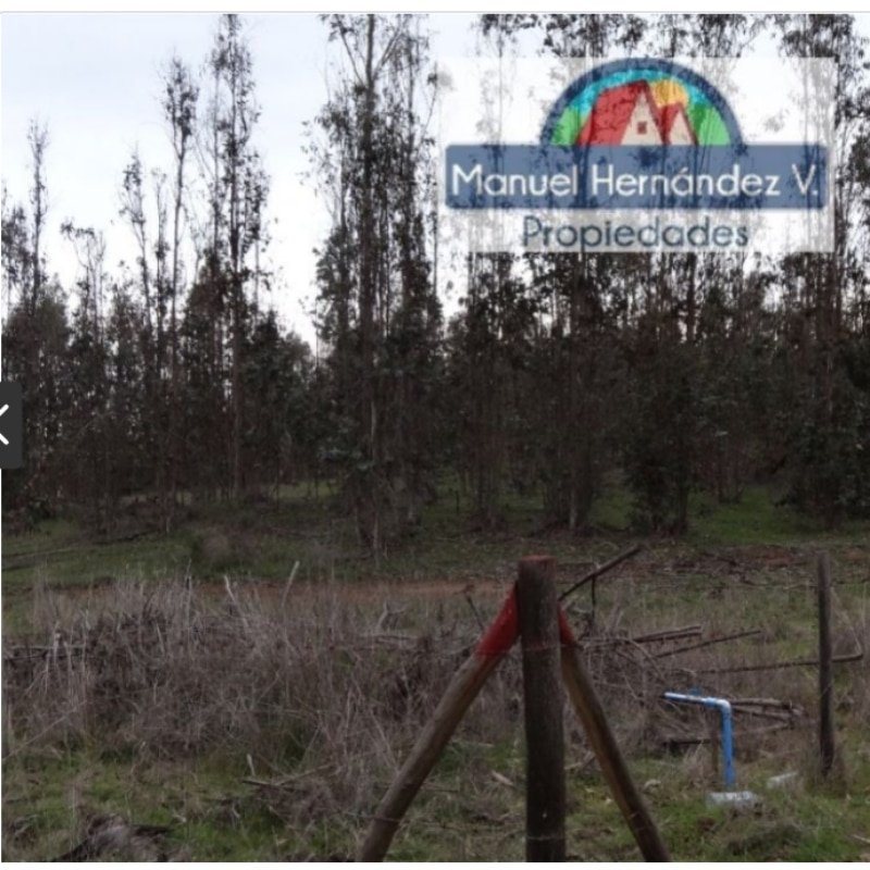 HERMOSO PROYECTO GRAN EUCALIPTUS