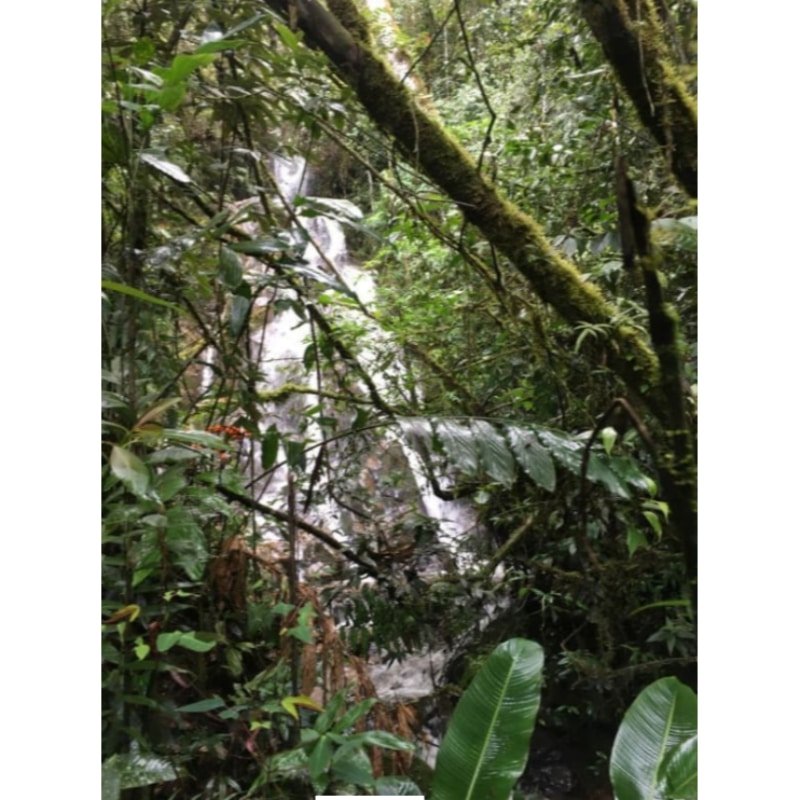 Venta La Ceja-Antioquia 45 ha
