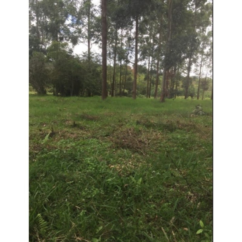Venta de una hectárea en zona cafetera