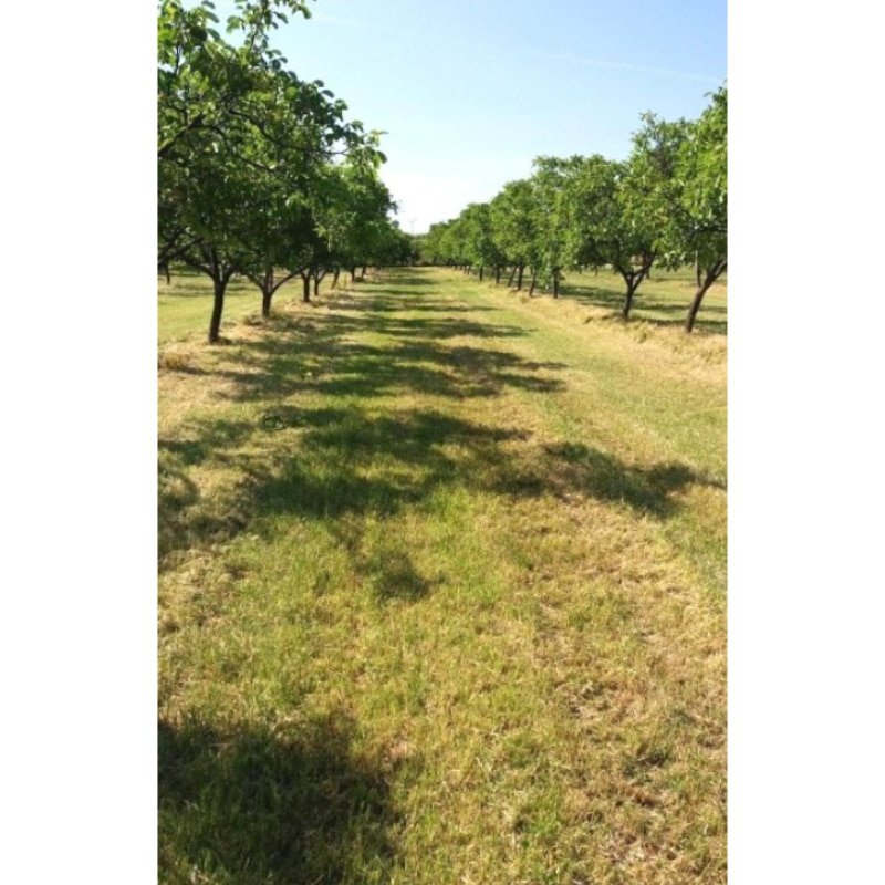 Venta de Nueces en Navarra