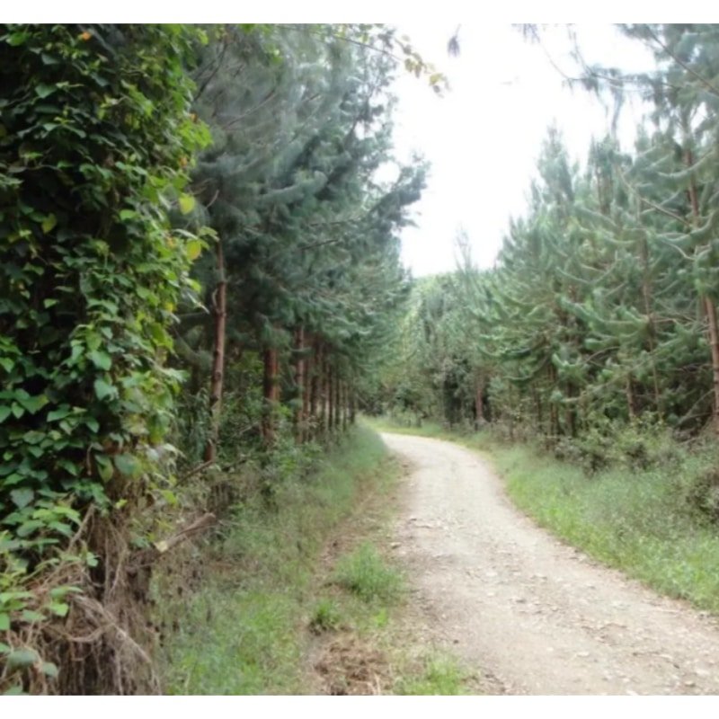 Venta La Ceja-Antioquia 45 ha