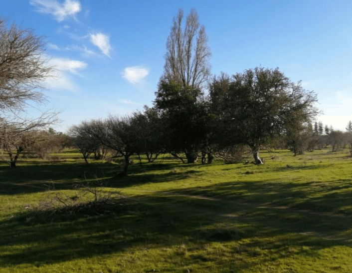 Hermosas Parcelas planas en Colchagua