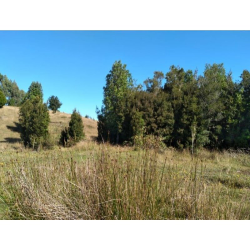Parcelas de Agrado desde 5000m2 en Ancud - Chiloé