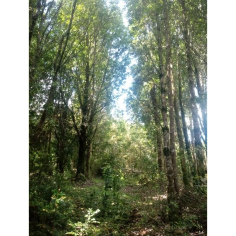 Parcelas de Agrado desde 5000m2 en Ancud - Chiloé
