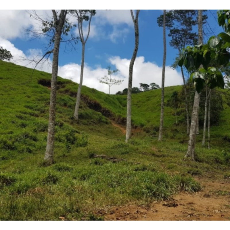 Finca ganadera en San Luis, vereda La Josefina