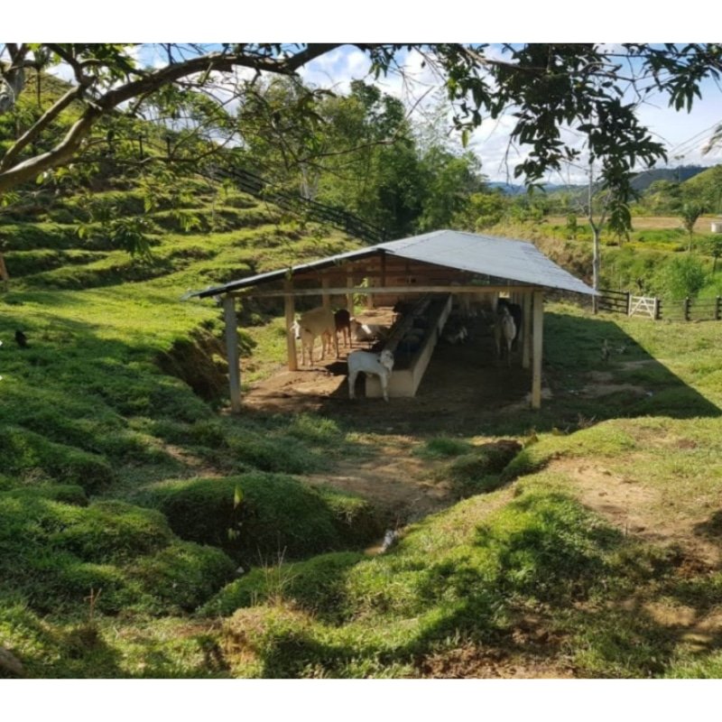 Finca ganadera en San Luis, vereda La Josefina