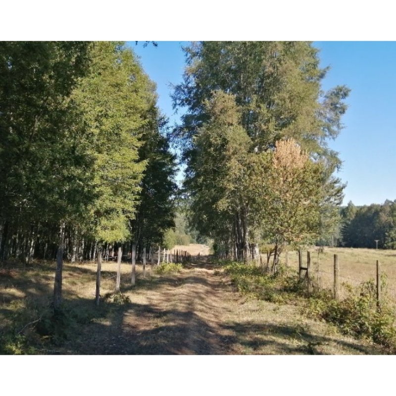 VENTA DE PARCELAS EN COMUNA DE VILLARRICA,RUTA A L