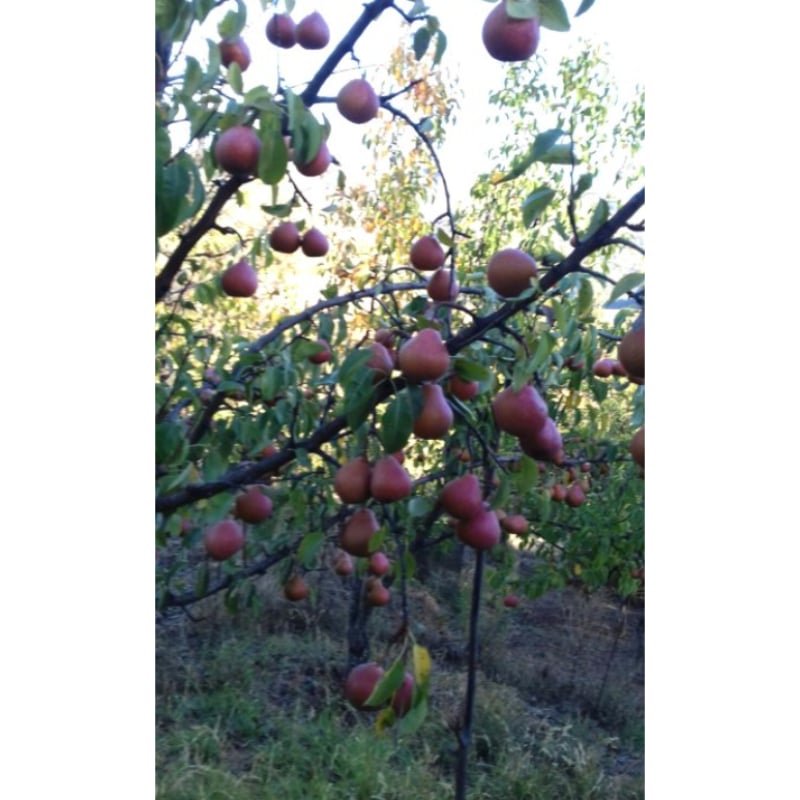 Venta de Frutas de hueso en Murcia