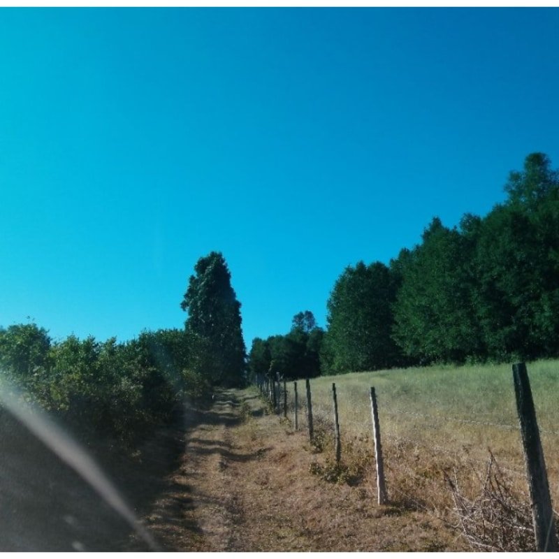 VENTA DE PARCELAS EN COMUNA DE VILLARRICA,RUTA A L