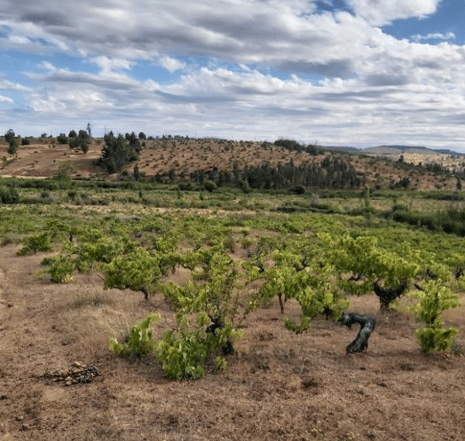 Hermosos terrenos en Sauzal VII region