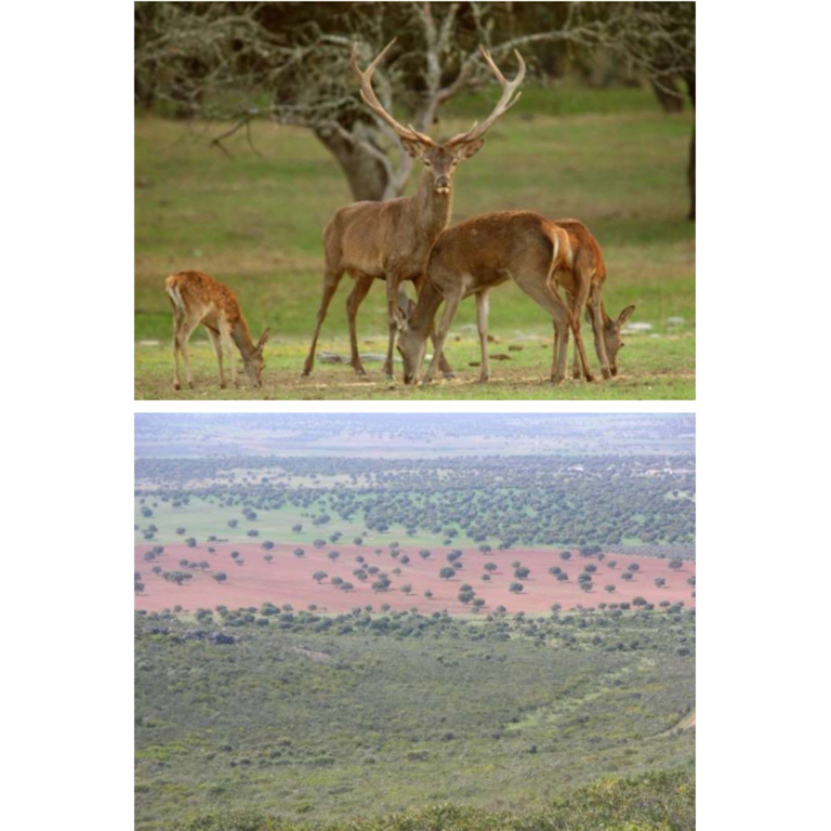 BUENA FINCA, CAZA Y LABOR