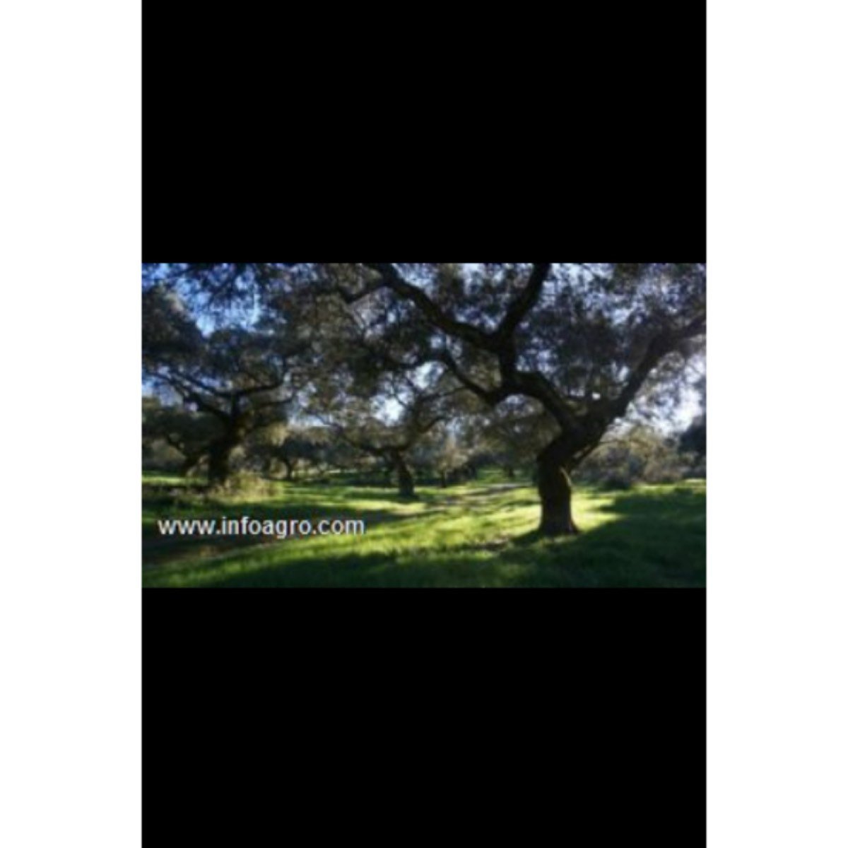 Se vende finca de dehesa y labor en el suroeste de